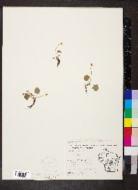 Viola blanda image