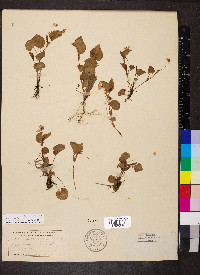 Viola labradorica image
