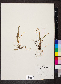 Viola lanceolata image