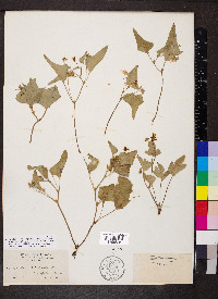 Viola lobata image