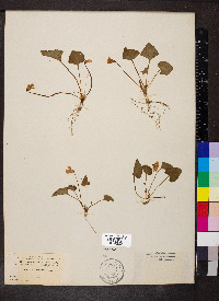 Viola missouriensis image