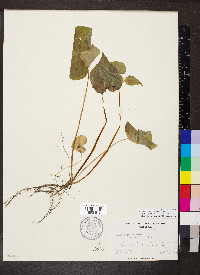 Viola canadensis var. canadensis image