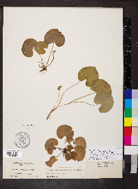 Viola renifolia image