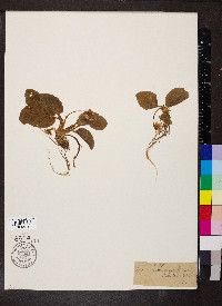 Viola rotundifolia image