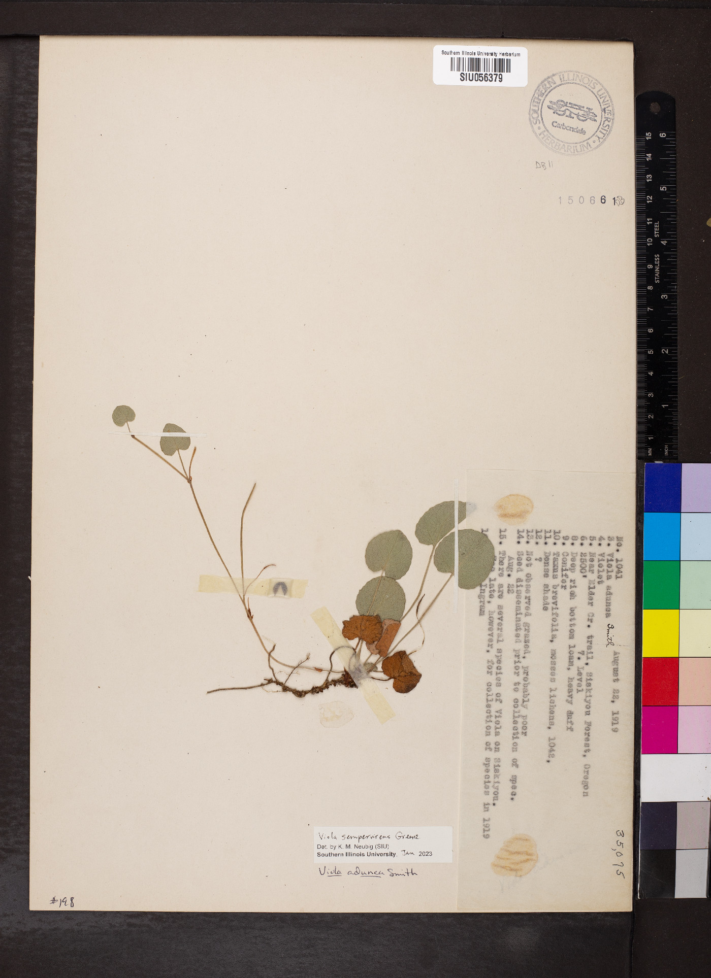 Viola sempervirens image