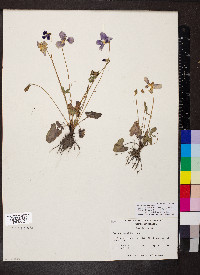 Viola septemloba image