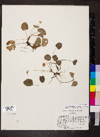 Viola walteri image