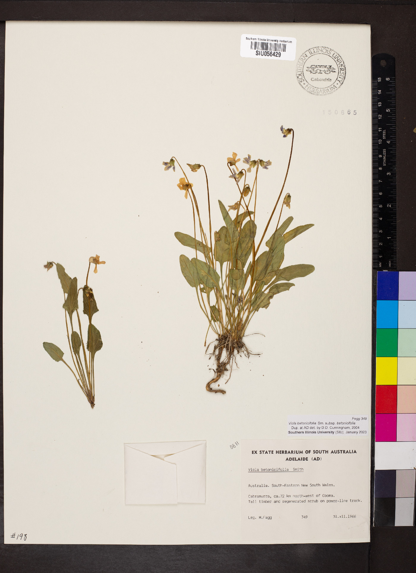 Viola betonicifolia image