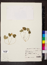 Viola odorata image