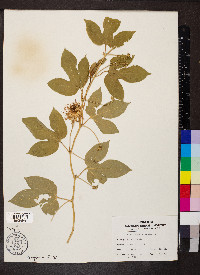 Passiflora incarnata image