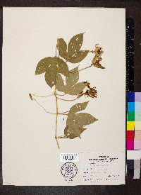 Passiflora incarnata image