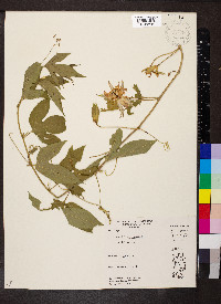 Passiflora incarnata image