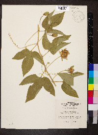 Passiflora incarnata image