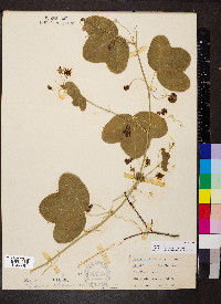 Passiflora lutea image