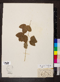 Passiflora lutea image