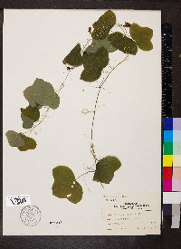 Passiflora lutea image