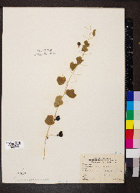 Passiflora lutea image