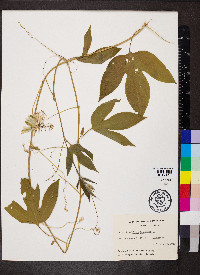 Passiflora incarnata image