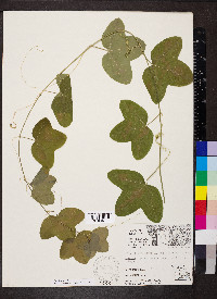 Passiflora lutea image