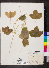 Passiflora lutea image