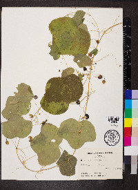 Passiflora lutea image
