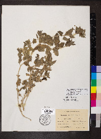 Mentzelia oligosperma image