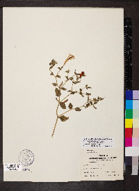 Mentzelia oligosperma image