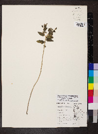 Mentzelia oligosperma image