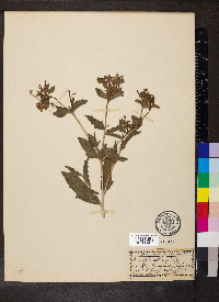 Mentzelia albicaulis image