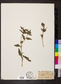 Mentzelia albicaulis image