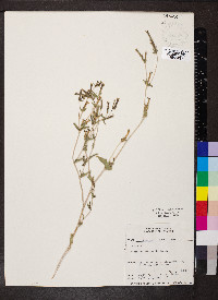 Mentzelia albicaulis image