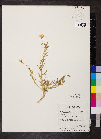 Mentzelia albicaulis image