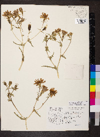 Mentzelia multiflora image