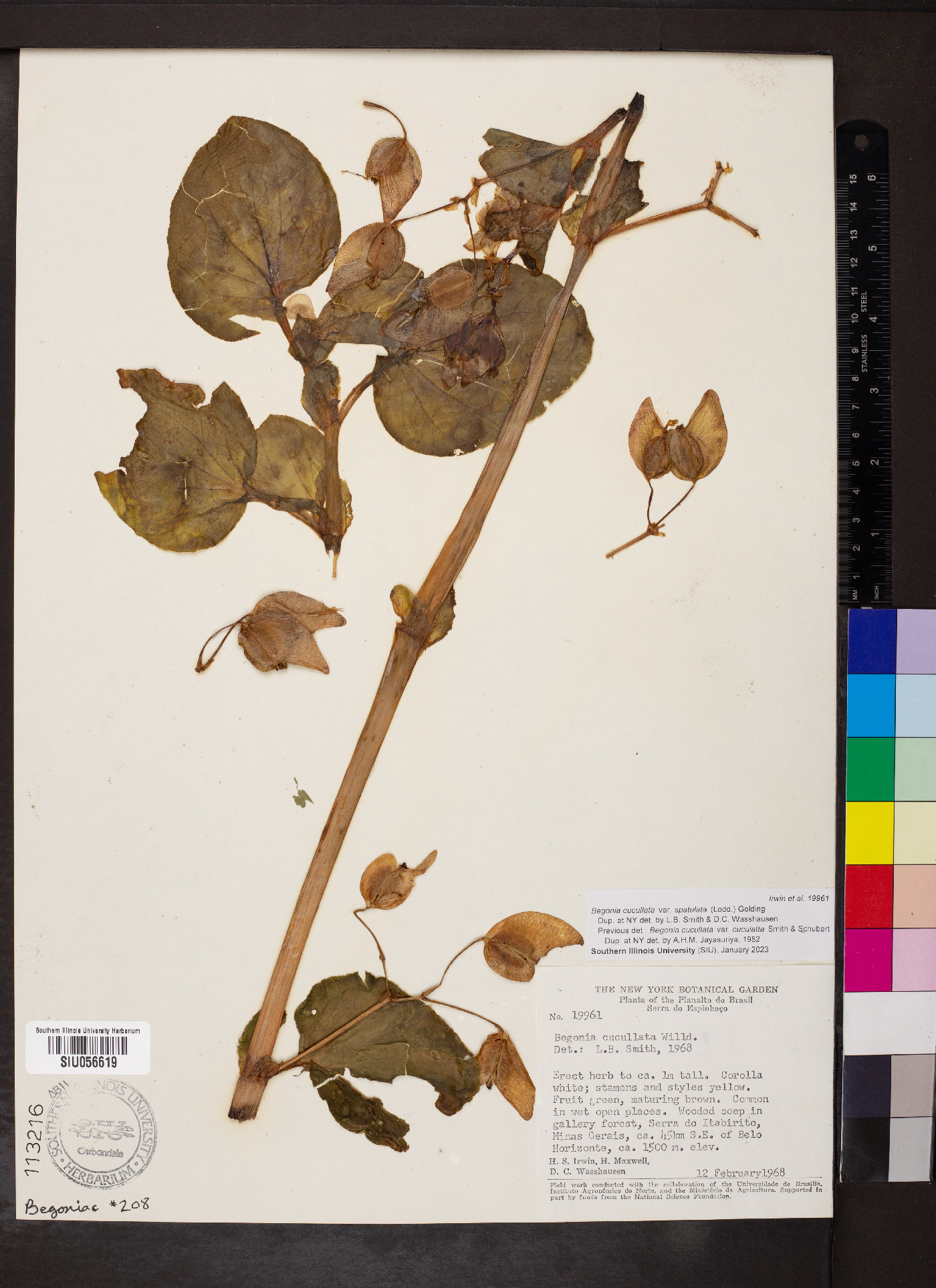 Begonia cucullata var. spatulata image