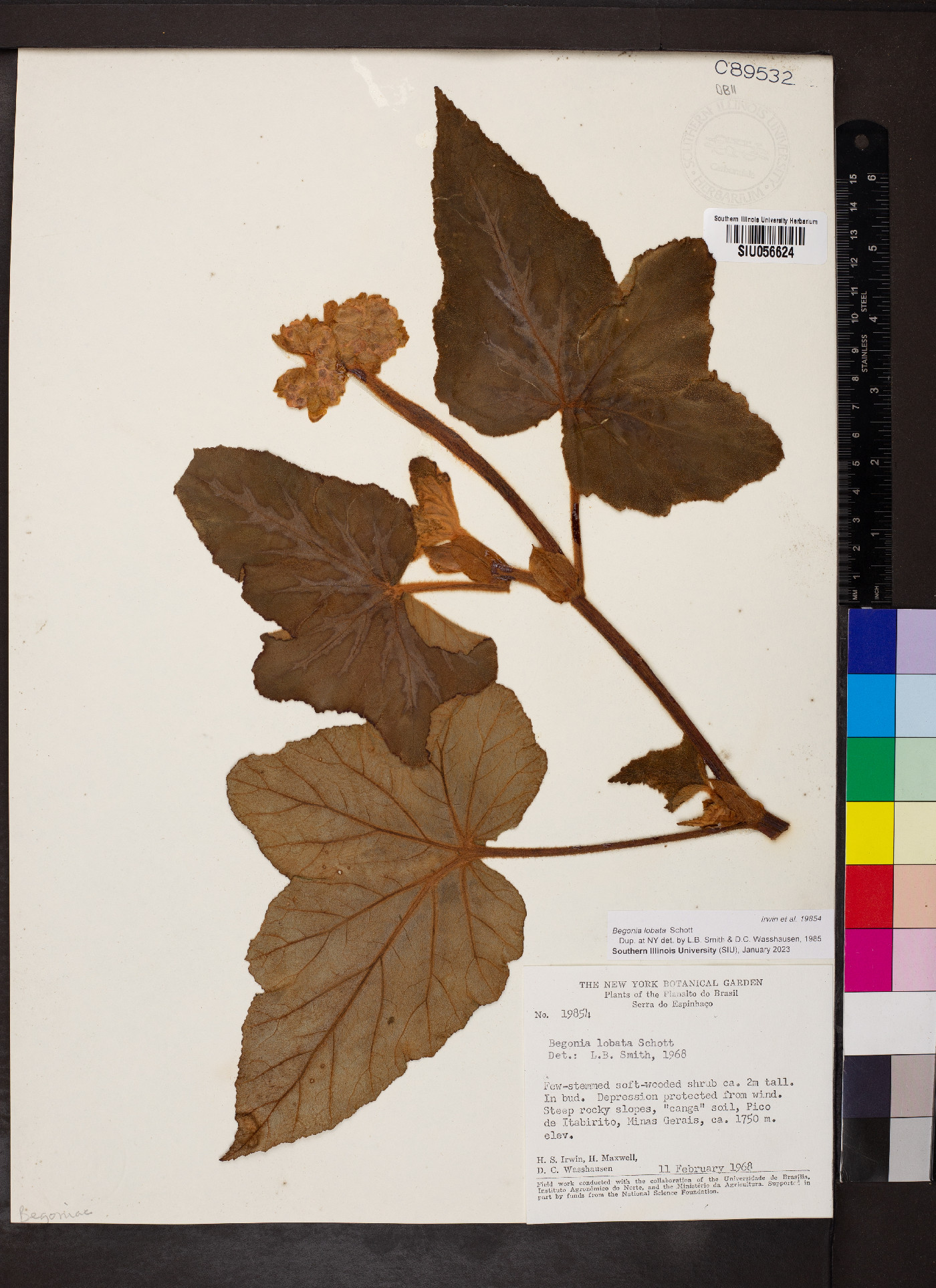 Begonia rufa image