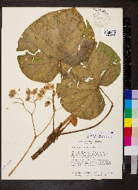 Begonia sericoneura image