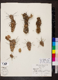 Opuntia pusilla image