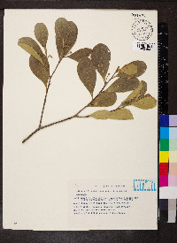 Daphnopsis americana image