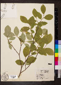 Dirca palustris image