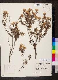 Pimelea glauca image