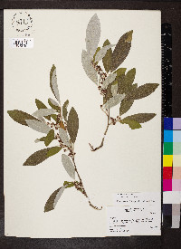 Elaeagnus angustifolia image