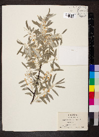 Elaeagnus angustifolia image