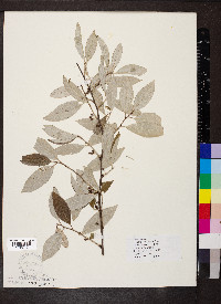 Elaeagnus umbellata image