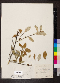 Elaeagnus umbellata image