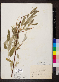 Elaeagnus angustifolia image