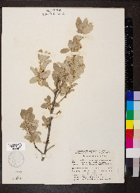 Elaeagnus commutata image