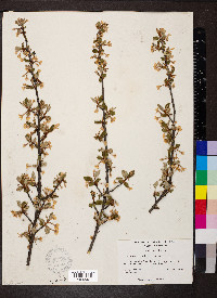 Elaeagnus multiflora image