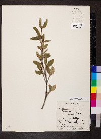 Shepherdia canadensis image