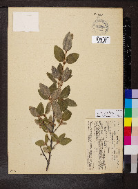 Shepherdia canadensis image