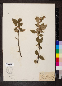 Shepherdia canadensis image